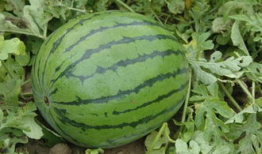 9-11爆料吃瓜,揭秘恐怖袭击背后的惊人内幕